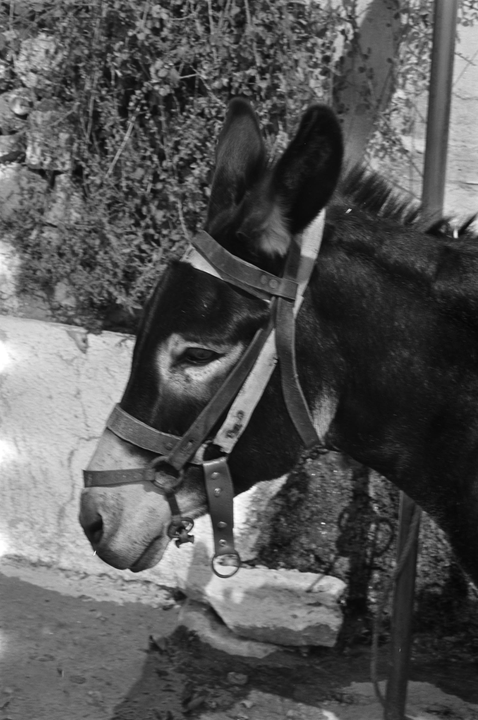 AHP F1991 09 002 sc240801 img12 NLP